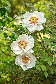 THE PICTON GARDEN AND OLD COURT NURSERIES, WORCESTERSHIRE: CLOSE UP OF WHITE, PINK FLOWERS OF PEONY, PAEONIA SUFFRUTICOSA LYDIA FOOTE, TREE PEONY, FLOWERING, SHRUBS