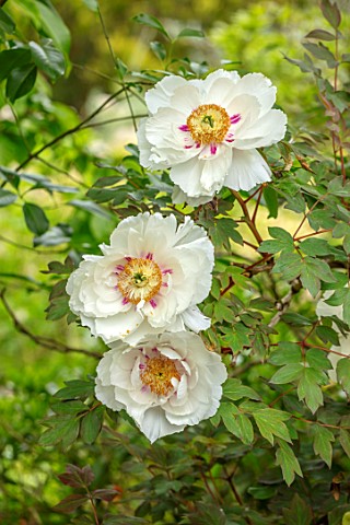 THE_PICTON_GARDEN_AND_OLD_COURT_NURSERIES_WORCESTERSHIRE_CLOSE_UP_OF_WHITE_PINK_FLOWERS_OF_PEONY_PAE