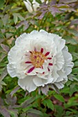 THE PICTON GARDEN AND OLD COURT NURSERIES, WORCESTERSHIRE: CLOSE UP OF WHITE, PINK FLOWERS OF PEONY, PAEONIA SUFFRUTICOSA LYDIA FOOTE, TREE PEONY, FLOWERING, SHRUBS
