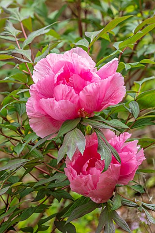 THE_PICTON_GARDEN_AND_OLD_COURT_NURSERIES_WORCESTERSHIRE_CLOSE_UP_OF_PINK_FLOWERS_OF_PEONY_PAEONIA_P