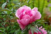 THE PICTON GARDEN AND OLD COURT NURSERIES, WORCESTERSHIRE: CLOSE UP OF PINK FLOWERS OF PEONY, PAEONIA PLAYGIRL, TREE PEONY, FLOWERING, SHRUBS, SHADY, SHADE