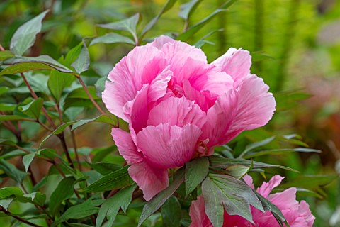 THE_PICTON_GARDEN_AND_OLD_COURT_NURSERIES_WORCESTERSHIRE_CLOSE_UP_OF_PINK_FLOWERS_OF_PEONY_PAEONIA_P
