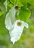 THE PICTON GARDEN AND OLD COURT NURSERIES, WORCESTERSHIRE:  PLANT PORTRAIT OF WHITE FLOWERS OF HANDKERCHIEF TREE, DAVIDIA INVOLUCRATA VAR VILMORINIANA, TREES, DECIDUOUS, SHADE