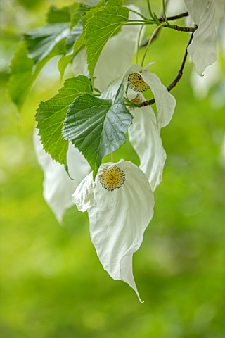 THE_PICTON_GARDEN_AND_OLD_COURT_NURSERIES_WORCESTERSHIRE__PLANT_PORTRAIT_OF_WHITE_FLOWERS_OF_HANDKER