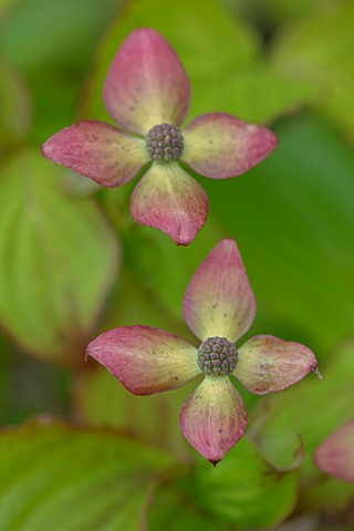 THE_PICTON_GARDEN_AND_OLD_COURT_NURSERIES_WORCESTERSHIRE_CLOSE_UP_OF_PINK_YELLOW_FLOWERS_OF_CORNUS_K