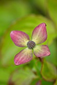 THE PICTON GARDEN AND OLD COURT NURSERIES, WORCESTERSHIRE: CLOSE UP OF PINK, YELLOW FLOWERS OF CORNUS KOUSA SATOMI, FLOWERING, SHRUBS, SHADY, SHADE