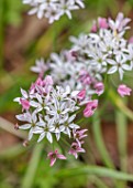 THE PICTON GARDEN AND OLD COURT NURSERIES, WORCESTERSHIRE: CLOSE UP OF PINK, WHITE FLOWERS OF ALLIUM CHAMELEON, CAMELEON, FLOWERING, BULBS