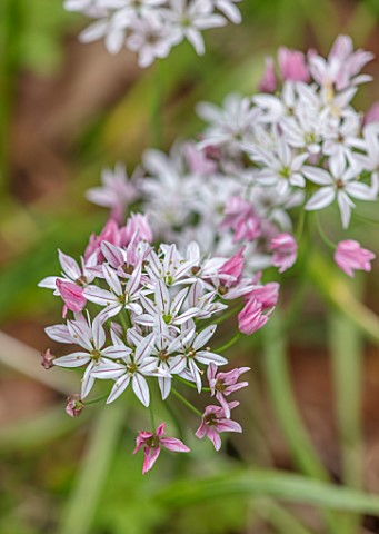 THE_PICTON_GARDEN_AND_OLD_COURT_NURSERIES_WORCESTERSHIRE_CLOSE_UP_OF_PINK_WHITE_FLOWERS_OF_ALLIUM_CH