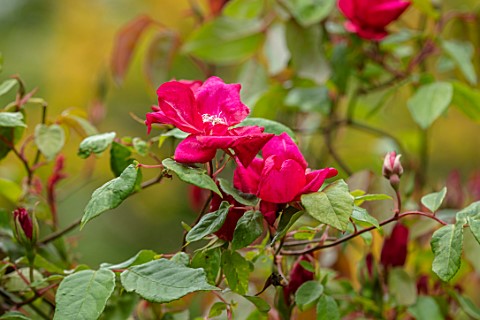THE_PICTON_GARDEN_AND_OLD_COURT_NURSERIES_WORCESTERSHIRE_CLOSE_UP_OF_RED_FLOWERS_OF_ROSES_ROSA_CHINE
