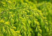 THE PICTON GARDEN AND OLD COURT NURSERIES, WORCESTERSHIRE: GREEN FOLIAGE, LEAVES OF CEDRUS DEODORA PENDULA, WEEPING CEDAR, GREEN