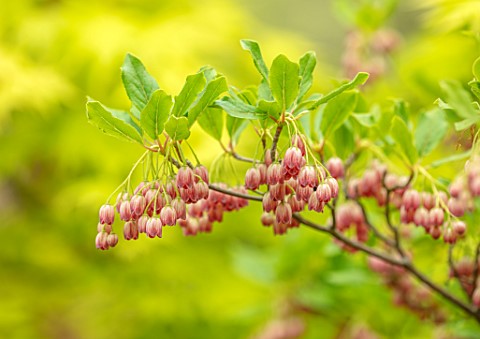 THE_PICTON_GARDEN_AND_OLD_COURT_NURSERIES_WORCESTERSHIRE_CLOSE_UP_OF_PINK_FLOWERS_OF_ENKIANTHUS_CAMP