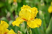 THE PICTON GARDEN AND OLD COURT NURSERIES, WORCESTERSHIRE: CLOSE UP OF YELLOW FLOWERS OF IRIS GOLDEN IMMORTAL, BEARDED, FRILLED, PERENNIALS