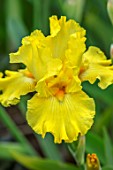 THE PICTON GARDEN AND OLD COURT NURSERIES, WORCESTERSHIRE: CLOSE UP OF YELLOW FLOWERS OF IRIS GOLDEN IMMORTAL, BEARDED, FRILLED, PERENNIALS