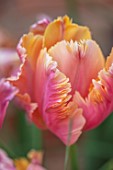 THE PICTON GARDEN AND OLD COURT NURSERIES, WORCESTERSHIRE: CLOSE UP OF ORANGE, PINK, FLOWERS OF TULIP, TULIPA AMAZING PARROT, BULBS