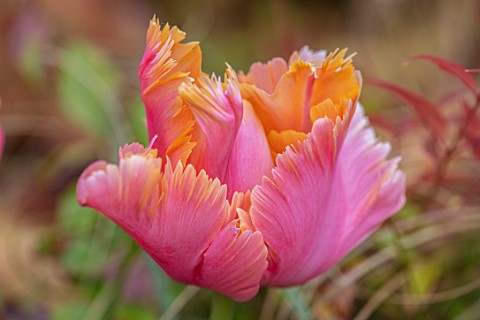 THE_PICTON_GARDEN_AND_OLD_COURT_NURSERIES_WORCESTERSHIRE_CLOSE_UP_OF_ORANGE_PINK_FLOWERS_OF_TULIP_TU