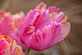 THE PICTON GARDEN AND OLD COURT NURSERIES, WORCESTERSHIRE: CLOSE UP OF ORANGE, PINK, FLOWERS OF TULIP, TULIPA AMAZING PARROT, BULBS
