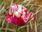 THE PICTON GARDEN AND OLD COURT NURSERIES, WORCESTERSHIRE: CLOSE UP OF RED, WHITE, PINK, FLOWERS OF TULIP, TULIPA ROCOCCO, BULBS