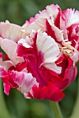 THE PICTON GARDEN AND OLD COURT NURSERIES, WORCESTERSHIRE: CLOSE UP OF RED, WHITE, PINK, FLOWERS OF TULIP, TULIPA ROCOCCO, BULBS