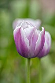 THE PICTON GARDEN AND OLD COURT NURSERIES, WORCESTERSHIRE: CLOSE UP OF BLUE, PURPLE, WHITE, PINK, FLOWERS OF TULIP, TULIPA ATLANTIS, BULBS