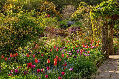 GRAVETYE_MANOR_SUSSEX_COUNTRY_GARDEN_APRIL_SPRING_PATH_BORDER_WITH_TULIPS_EVENING_LIGHT