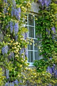 VILLAGE FARM HOUSE, GLOUCESTERSHIRE: ROSA BANKSIAE LUTEA, WISTERIA FLORIBUNDA, CLIMBERS, HOUSE, WALLS, CLIMBING, SHRUBS, MAY, SPRING, COUNTRY, GARDEN