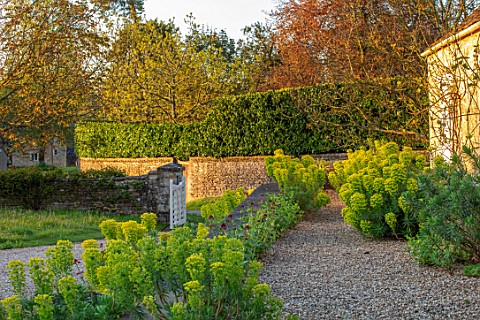PRIVATE_GARDEN_GLOUCESTERSHIRE_WALL_GRAVEL_GARDEN_GREEN_LIME_FOLIAGE_OF_FLOWERS_OF_EUPHORBIA_CHARACI