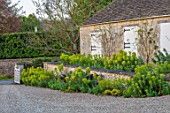 VILLAGE FARM HOUSE, GLOUCESTERSHIRE: WALL, GRAVEL, GARDEN, GREEN, LIME, FOLIAGE OF FLOWERS OF EUPHORBIA CHARACIAS SUBSP. WULFENII, MAY, SPRING