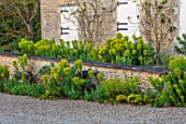 VILLAGE FARM HOUSE, GLOUCESTERSHIRE: WALL, GRAVEL, GARDEN, GREEN, LIME, FOLIAGE OF FLOWERS OF EUPHORBIA CHARACIAS SUBSP. WULFENII, MAY, SPRING