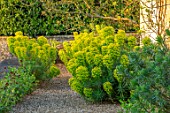 VILLAGE FARM HOUSE, GLOUCESTERSHIRE: GRAVEL, GARDEN, GREEN, LIME, FOLIAGE OF FLOWERS OF EUPHORBIA CHARACIAS SUBSP. WULFENII, MAY, SPRING