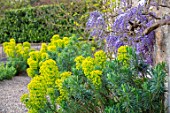 VILLAGE FARM HOUSE, GLOUCESTERSHIRE: WALL, GRAVEL, GARDEN, GREEN, LIME, FOLIAGE OF FLOWERS OF EUPHORBIA CHARACIAS SUBSP. WULFENII, PURPLE WISTERIA SINENSIS, MAY, SPRING