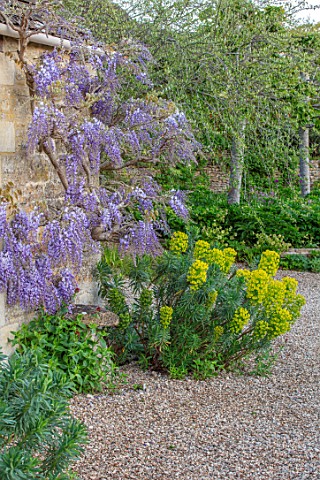 VILLAGE_FARM_HOUSE_GLOUCESTERSHIRE_WALL_GRAVEL_GARDEN_GREEN_LIME_FOLIAGE_OF_FLOWERS_OF_EUPHORBIA_CHA