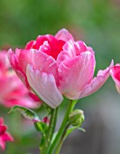 VILLAGE FARM HOUSE, GLOUCESTERSHIRE: WALL, MAY, SPRING, BLOOMING, FLOWERING, BULBS, PINK, WHITE FLOWERS OF TULIPA ANGELIQUE