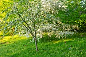 VILLAGE FARM HOUSE, GLOUCESTERSHIRE: MEADOW, LAWN, SPRING, MAY, MALUS TRANSITORIA UNDERPLANTED WITH TULIPS QUEEN OF NIGHT, BLEU AIMABLE, CRAB APPLE, WHITE, BLOSSOM