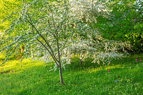 VILLAGE_FARM_HOUSE_GLOUCESTERSHIRE_MEADOW_LAWN_SPRING_MAY_MALUS_TRANSITORIA_UNDERPLANTED_WITH_TULIPS