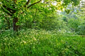 VILLAGE FARM HOUSE, GLOUCESTERSHIRE: SPRING, MAY, BLOSSOM, MEADOWS, PATHS, COW PARSLEY, ANTHRISCUS SYLVESTRIS, GREEN, WHITE