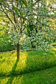 VILLAGE FARM HOUSE, GLOUCESTERSHIRE: MEADOW, LAWN, SPRING, MAY, MALUS TORINGOIDES, WHITE, BLOSSOM, FLOWERS, PATHS