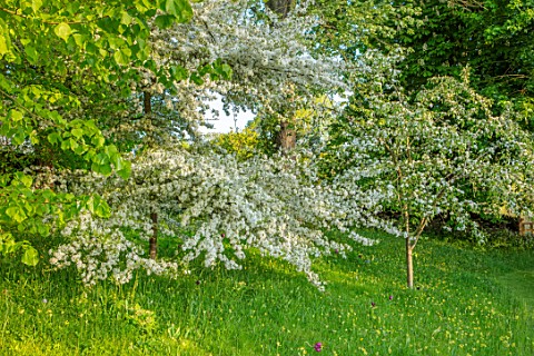 VILLAGE_FARM_HOUSE_GLOUCESTERSHIRE_MEADOW_LAWN_SPRING_MAY_MALUS_TRANSITORIA_UNDERPLANTED_WITH_TULIPS