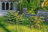 VILLAGE FARM HOUSE, GLOUCESTERSHIRE: SHED, SUMMERHOUSE, MEADOW, LAWN, SPRING, MAY, VIBURNUM PLICATUM F. TOMENTOSUM MARIESII, WHITE, BLOSSOM, FLOWERING, BLOOMING