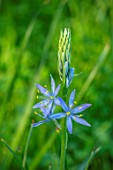 VILLAGE FARM HOUSE, GLOUCESTERSHIRE: MEADOW, WILDFLOWERS, SPRING, MAY, NARURALISED BULBS, BLUE, FLOWERS OF CAMASSIA LEICHTLINII SUBSP. ELECTRA LIGHT BLUE