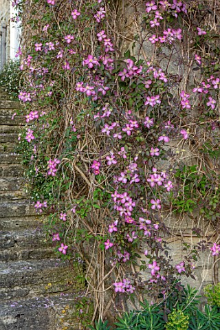 VILLAGE_FARM_HOUSE_GLOUCESTERSHIRE_SPRING_MAY_STEPS_WALL_PINK_FLOWERS_OF_CLEMATIS_MONTANA_VAR_RUBENS