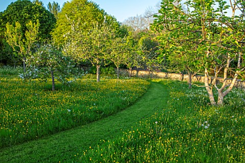 VILLAGE_FARM_HOUSE_GLOUCESTERSHIRE_MEADOW_SPRING_MAY_ORCHARD_FRUIT_TREES_PATH_GRASS_BUTTERCUPS_RANUN