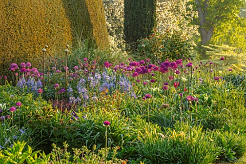 PETTIFERS_OXFORDSHIRE_DESIGNER_GINA_PRICE_BORDER_SPRING_MAY_YEW_TOPIARY_YEW_HEDGES_HEDGING_CAMASSIA_