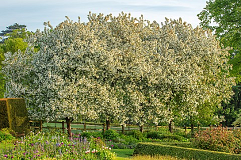 PETTIFERS_OXFORDSHIRE_DESIGNER_GINA_PRICE_SPRING_MAY_WHITE_FLOWERS_BLOSSOM_OF_MALUS_HUPEHENSIS_TREES
