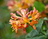 THE MANOR HOUSE, STEVINGTON, BEDFORDSHIRE: ORANGE, RED FLOWERS OF HONEYSUCKLE, LONICERA CILIOSA, TRUMPET, CLIMBERS, SCENTED, FRAGRANT