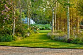 THEMANOR HOUSE, STEVINGTON, BEDFORDSHIRE: VIEW TO GEODESIC DOME, THROUGH BIRCH AVENUE. GREENHOUSE, LAWN, GRASS, MAY, SPRING, GRASS, PATHS