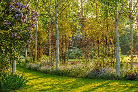 THEMANOR_HOUSE_STEVINGTON_BEDFORDSHIRE_BIRCH_AVENUE_BETULA_BAMBOOS_MAY_SPRING_GRASS_PATHS