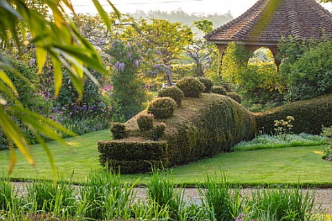 THE_MANOR_HOUSE_STEVINGTON_BEDFORDSHIRE_DRAGON_CLIPPED_TOPIARY_YEW_HEDGING_HEDGES_SUMMERHOUSE_SUNRIS