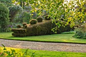 THE MANOR HOUSE, STEVINGTON, BEDFORDSHIRE: DRAGON CLIPPED TOPIARY YEW HEDGING, HEDGES, SUMMERHOUSE, SUNRISE, COUNTRY, GARDEN, ENGLISH, SPRING, MAY