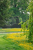 THE MANOR HOUSE, STEVINGTON, BEDFORDSHIRE: BUTTERCUPS, CLIPPED TOPIARY YEW HEDGING, HEDGES, SUNRISE, COUNTRY, GARDEN, ENGLISH, SPRING, MAY