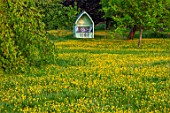 THE MANOR HOUSE, STEVINGTON, BEDFORDSHIRE: BUTTERCUPS, GREEN COVERED SEAT, ARBOUR, WILDFLOWER, MEADOWS, SPRING, CUSHIONS, ORCHARD, SPRING, MAY